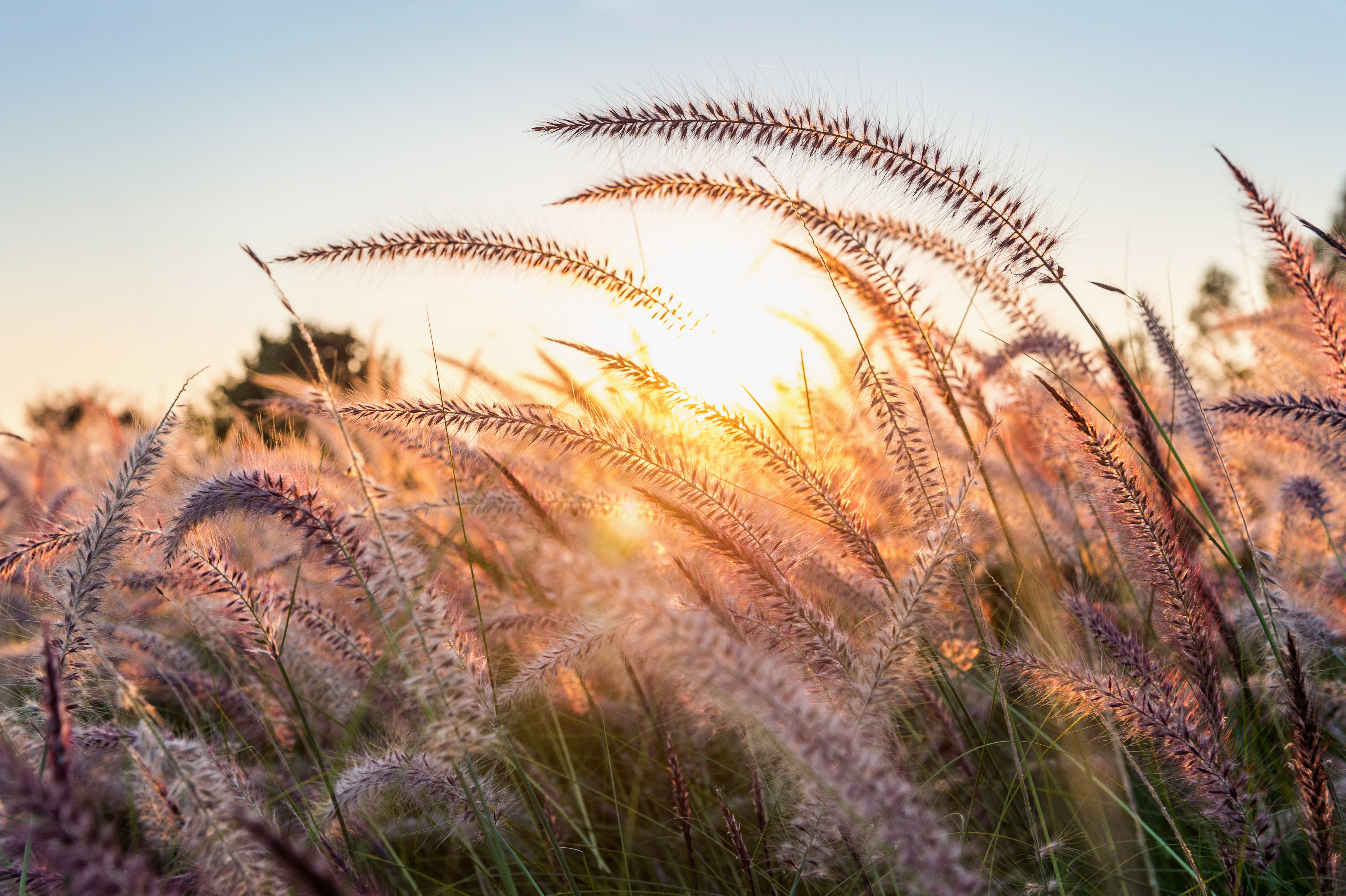 Golden grass at sunset